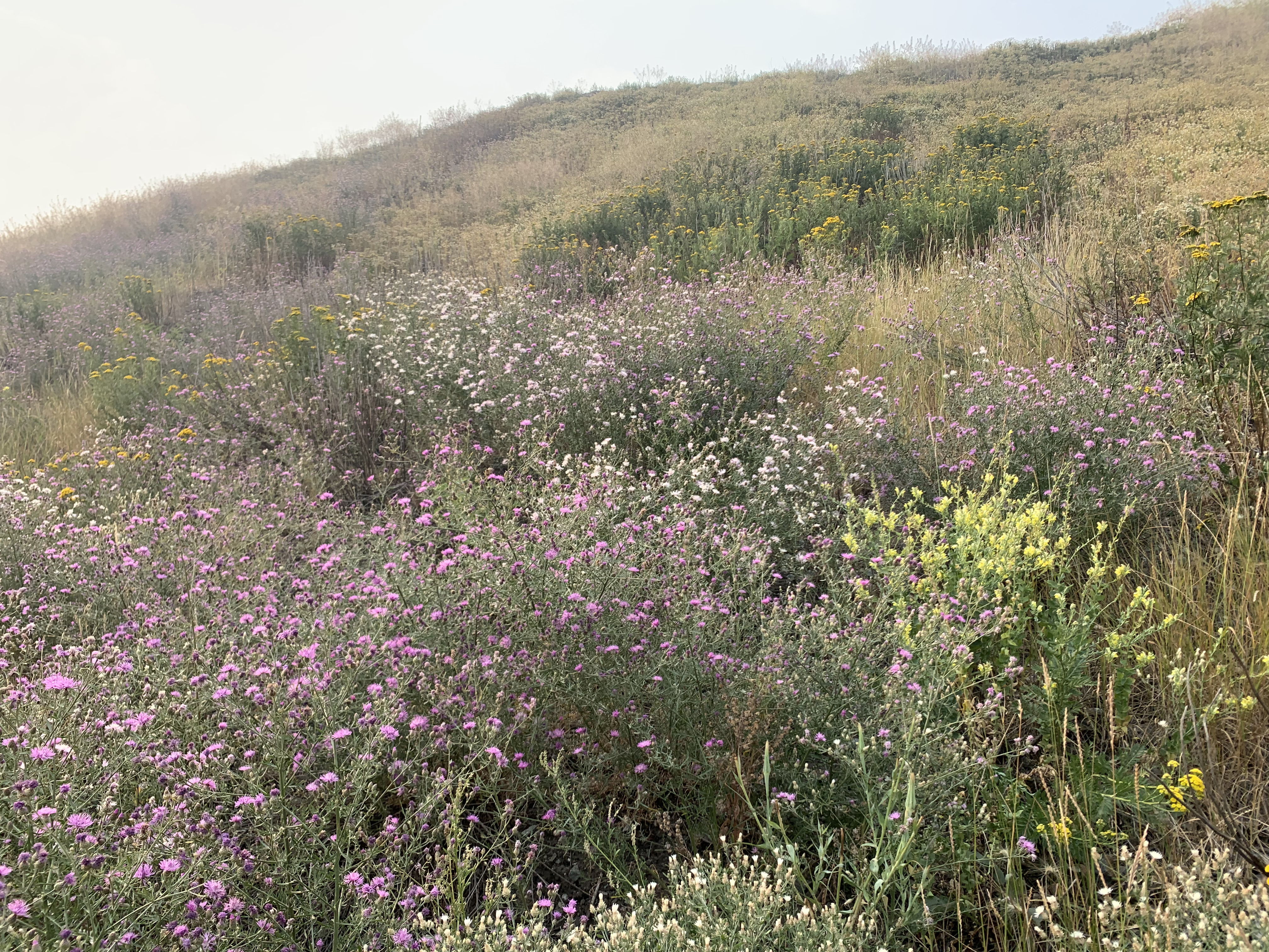 Post-treatment viability testing