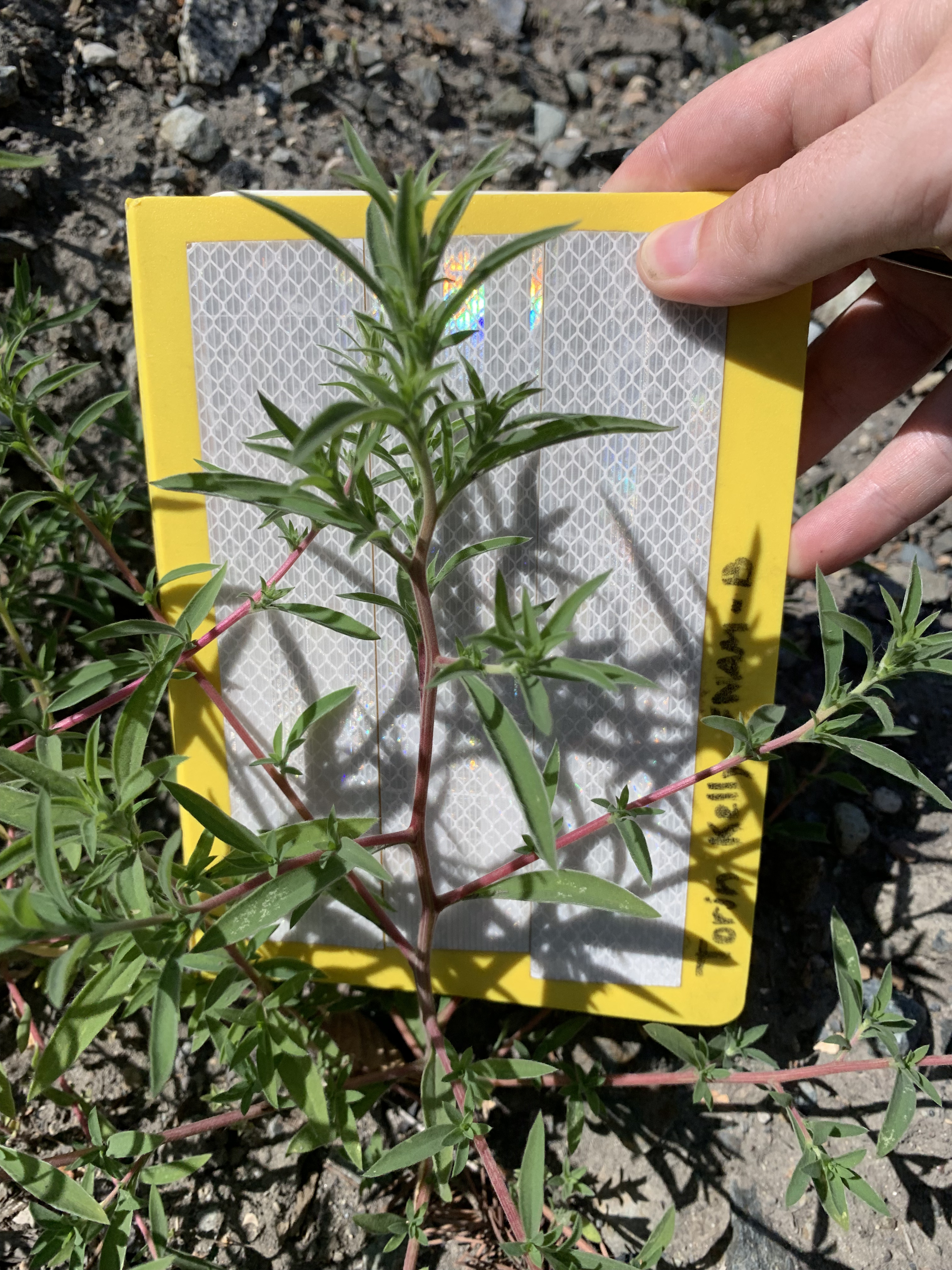 Post-treatment viability testing