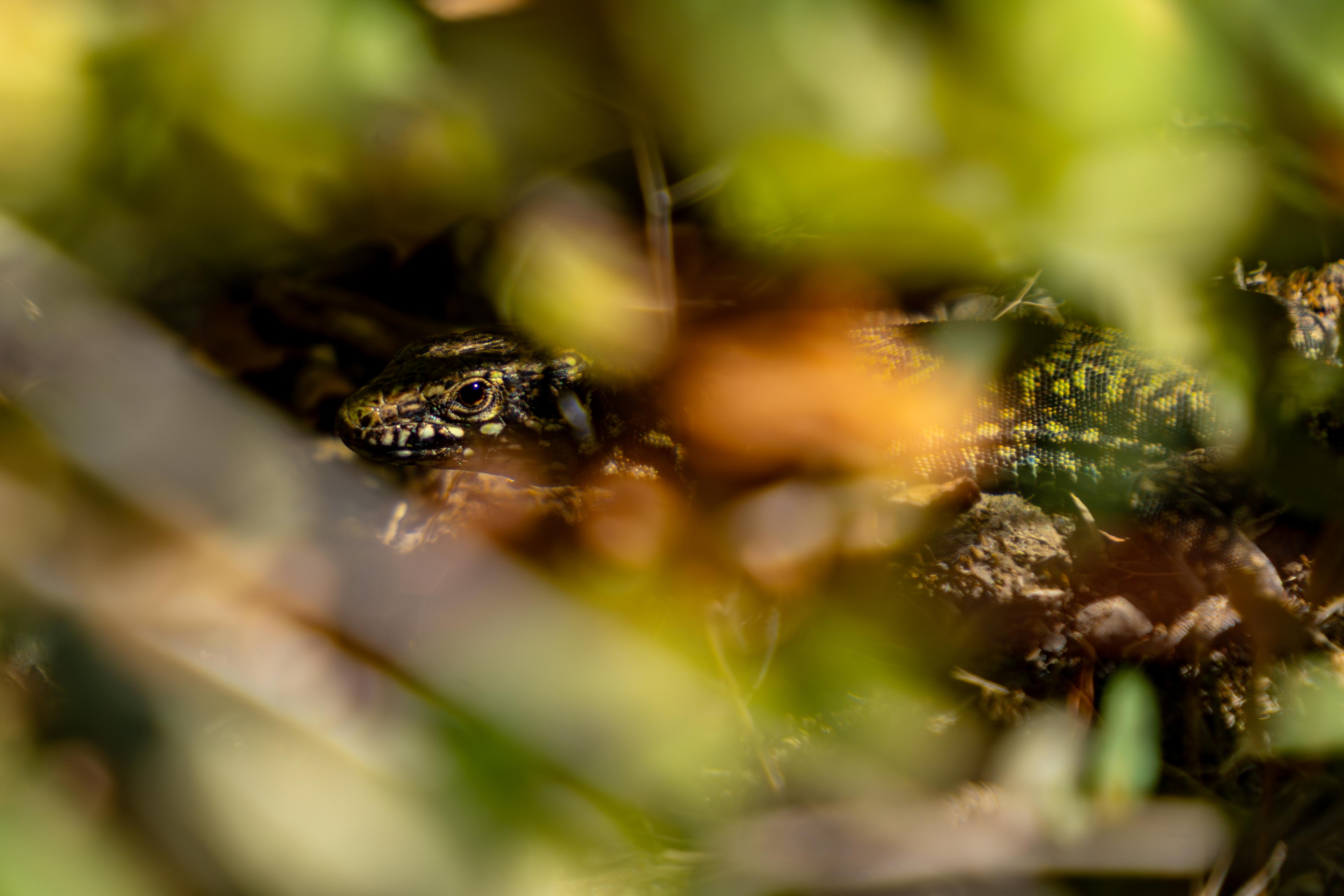 Wildlife in natural habitat