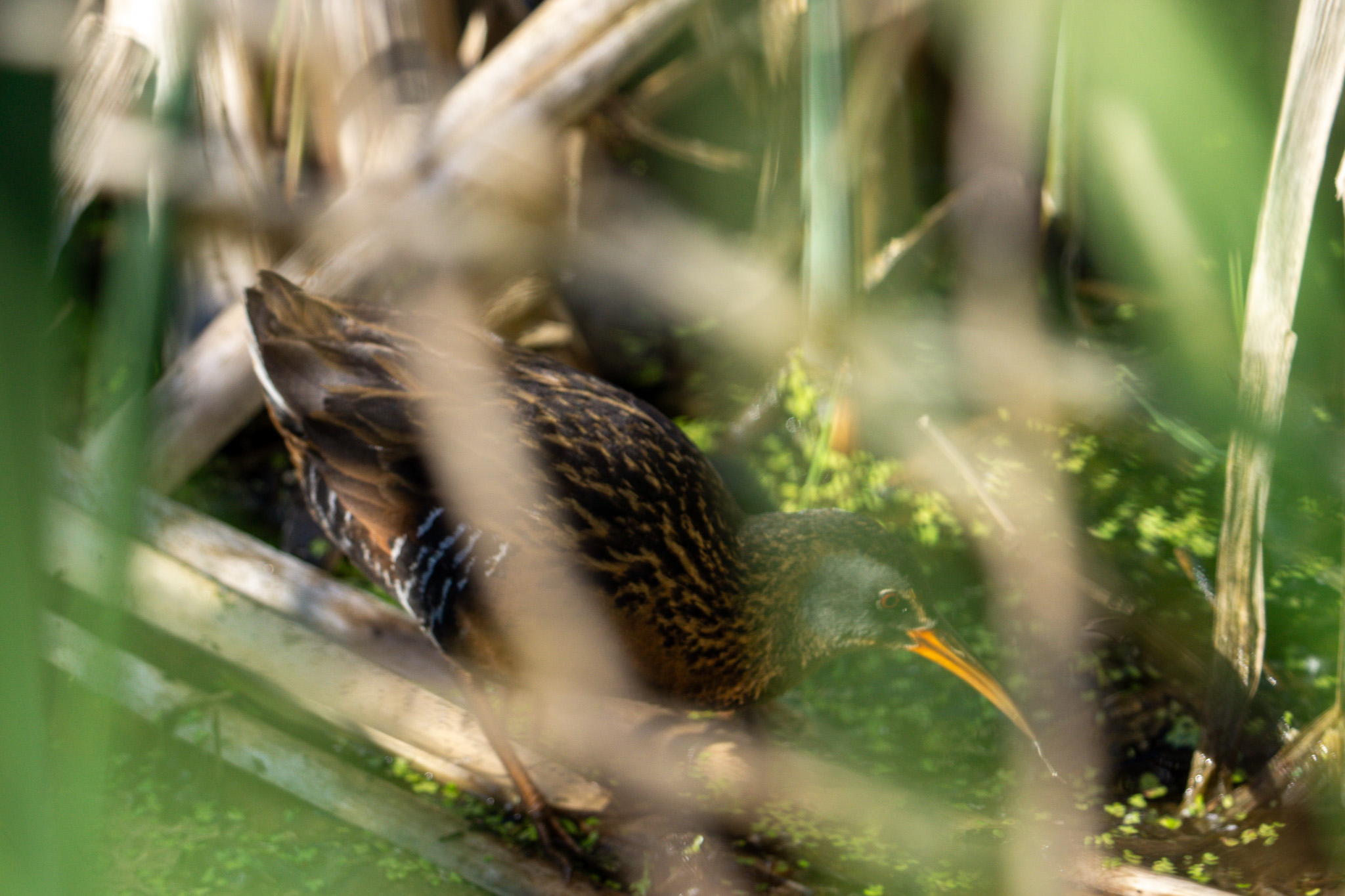 Wetland landscape