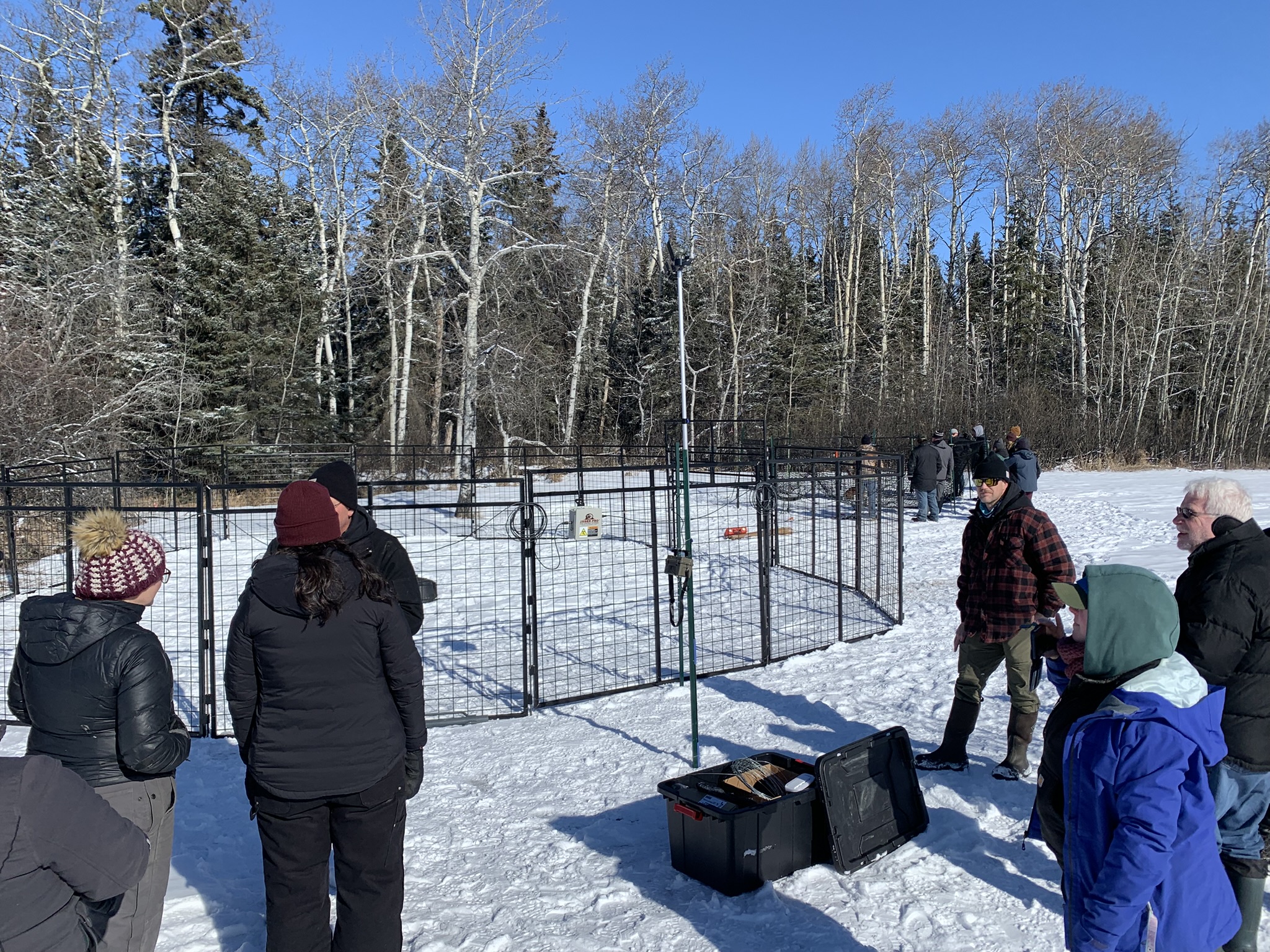 Goats on pipeline ROW